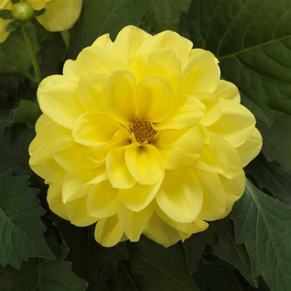 Dahlietta® Julia Dahlia - Bloom