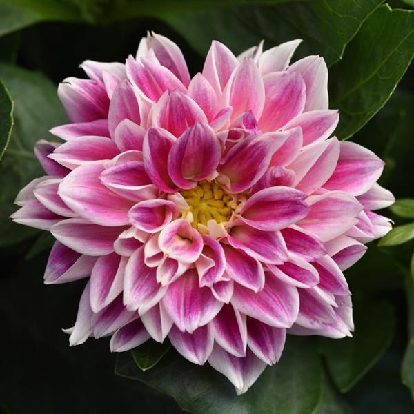 Dahlietta® Louise Dahlia - Bloom