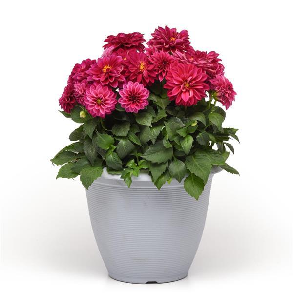 Dahlietta® Patty Dahlia - Container