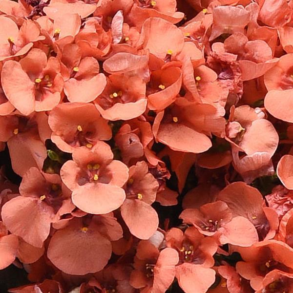 Piccadilly™ Dark Salmon Diascia - Bloom