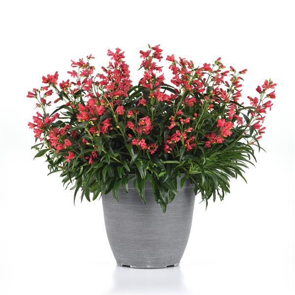 Penstemon barbatus Rock Candy® Coral - Container