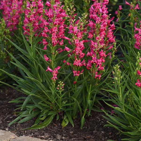 Penstemon barbatus Rock Candy® Ruby - Landscape