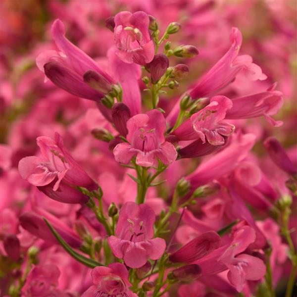 Penstemon barbatus Rock Candy® Pink Improved - Bloom
