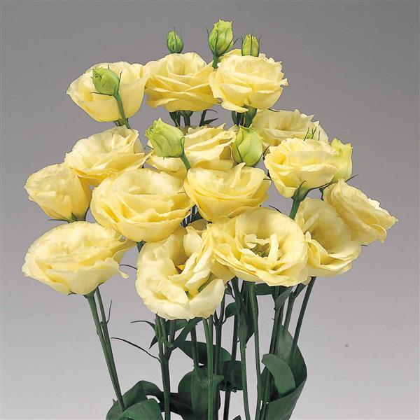 Rosita 2 Yellow Cut Flower Lisianthus - Bloom