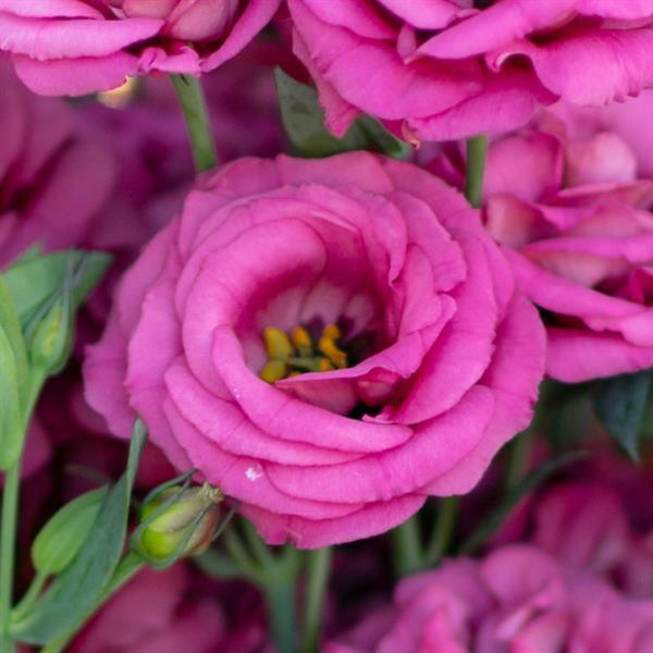 Rosita 2 Deep Rose Cut Flower Lisianthus - Bloom