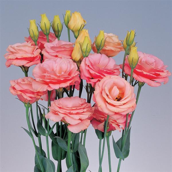Rosita 2 Apricot Cut Flower Lisianthus - Bloom