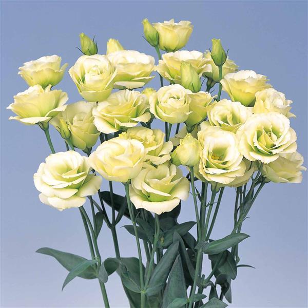 Rosita 2 Jade Cut Flower Lisianthus - Bloom
