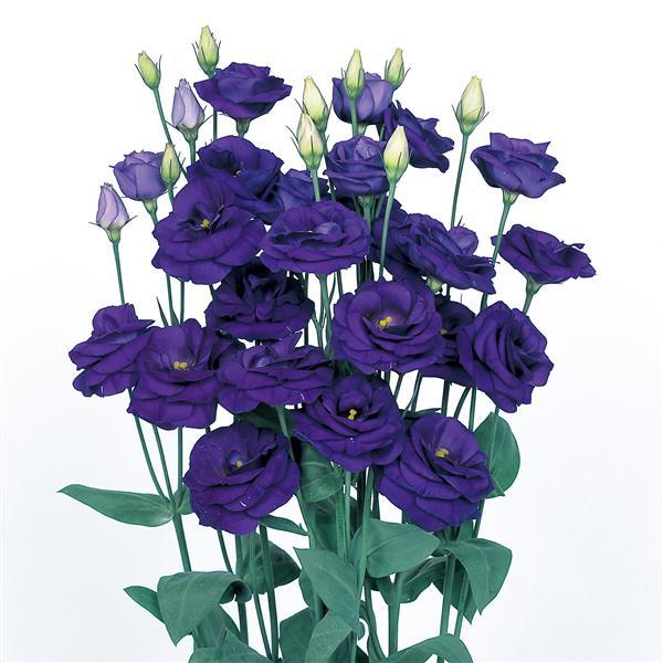 Rosita 2 Sapphire Cut Flower Lisianthus - Bloom