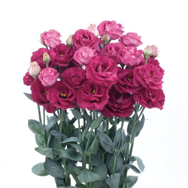 Rosita 3 Red Cut Flower Lisianthus - Bloom