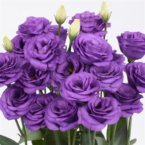 Rosita 3 Bright Blue Cut Flower Lisianthus - Bloom