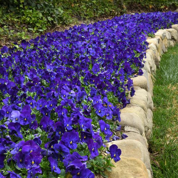 Cool Wave® Blue Spreading Pansy - Landscape