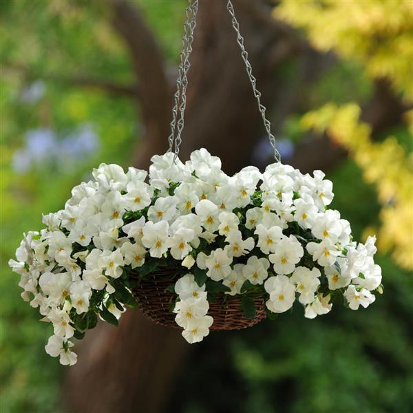Cool Wave® White Spreading Pansy - Basket