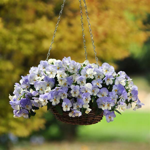 Cool Wave® Frost Spreading Pansy - Basket