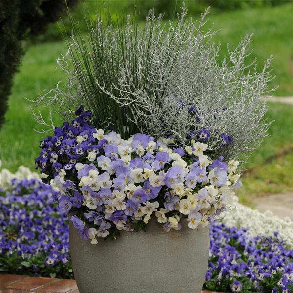 Cool Wave® Frost Spreading Pansy - Container