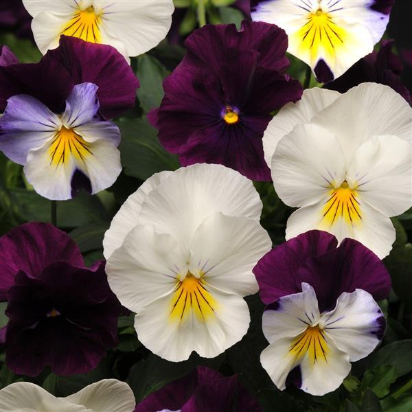 Cool Wave® Berries 'N Cream Mixture Spreading Pansy - Bloom