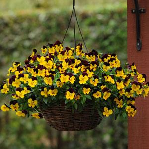 Cool Wave® Sunshine 'N Wine Spreading Pansy - Basket