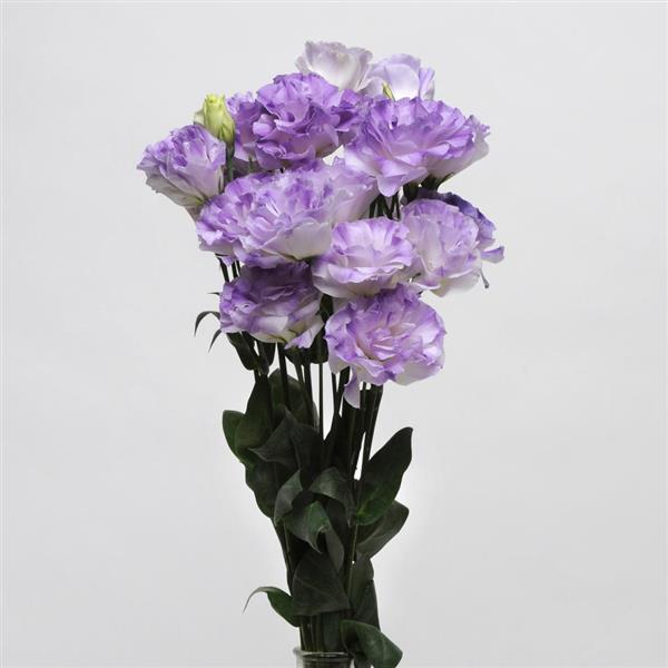 ABC™ 1 Misty Blue Lisianthus - Cutflower