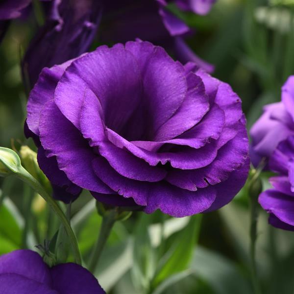 ABC™ 2 Purple Lisianthus - Bloom