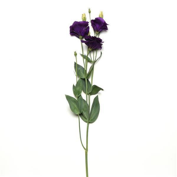 ABC™ 2 Purple Lisianthus - Single Stem, White Background