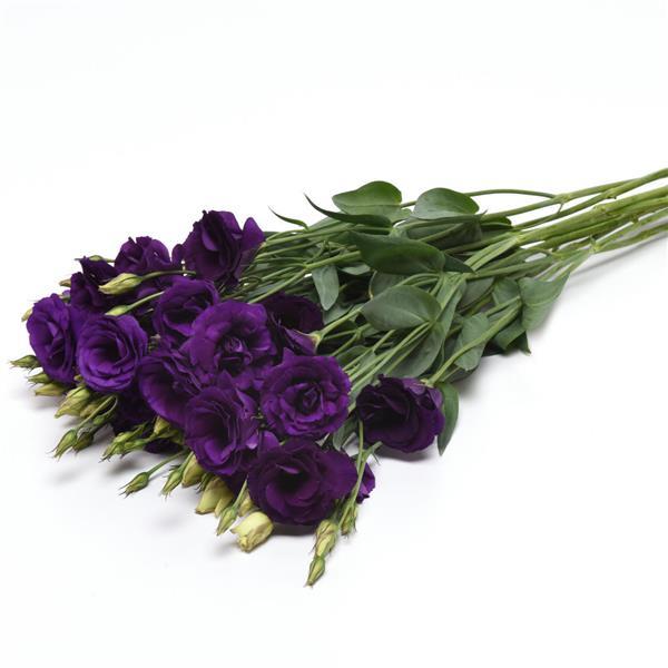 ABC™ 2 Purple Lisianthus - Grower Bunch