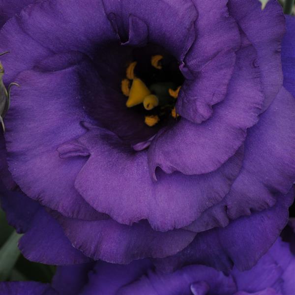 ABC™ 2 Blue Lisianthus - Bloom