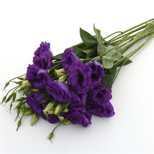 ABC™ 2 Blue Lisianthus - Grower Bunch
