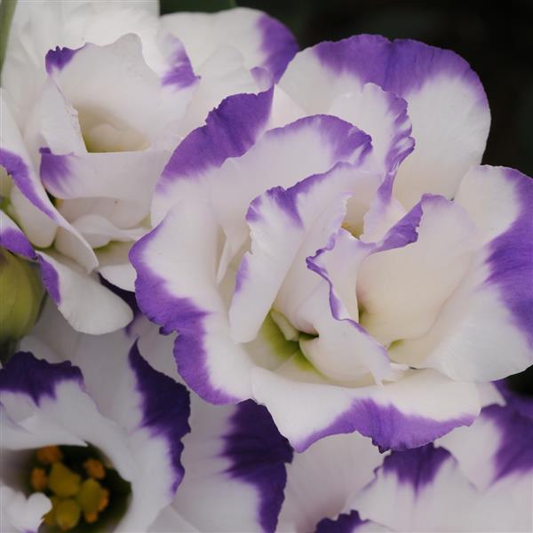 ABC™ 2 Blue Rim Lisianthus - Bloom