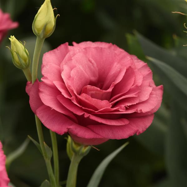 ABC™ 2 Rose Lisianthus - Bloom