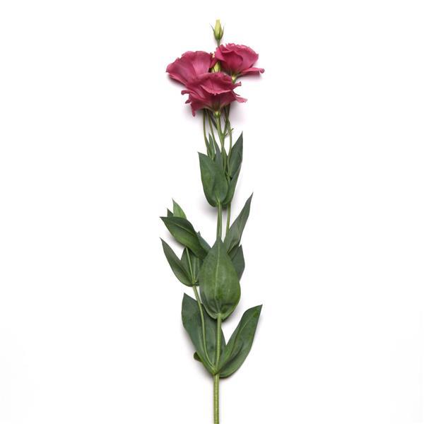 ABC™ 2 Rose Lisianthus - Single Stem, White Background