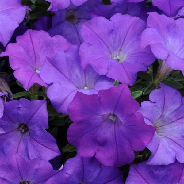 Shock Wave® Denim Spreading Petunia - Bloom