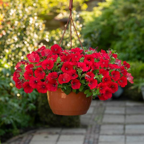 Shock Wave® Red Spreading Petunia - Basket