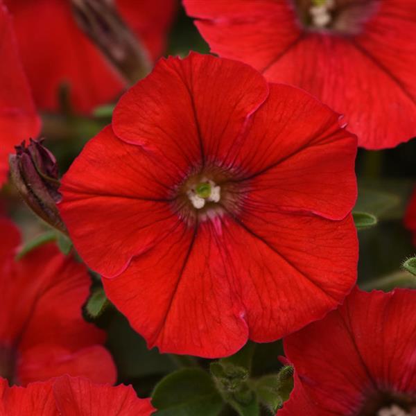 Shock Wave® Red Spreading Petunia - Bloom