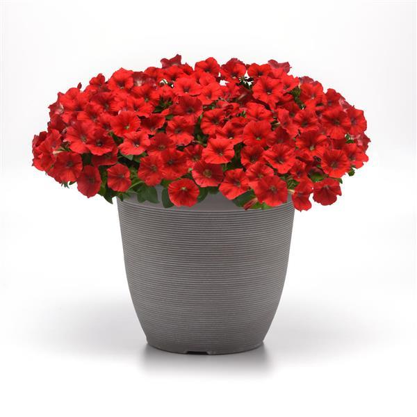 Shock Wave® Red Spreading Petunia - Container