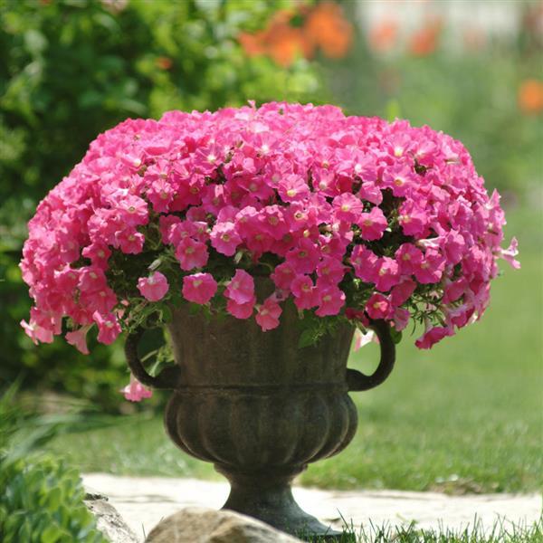 Shock Wave® Rose Spreading Petunia - Container