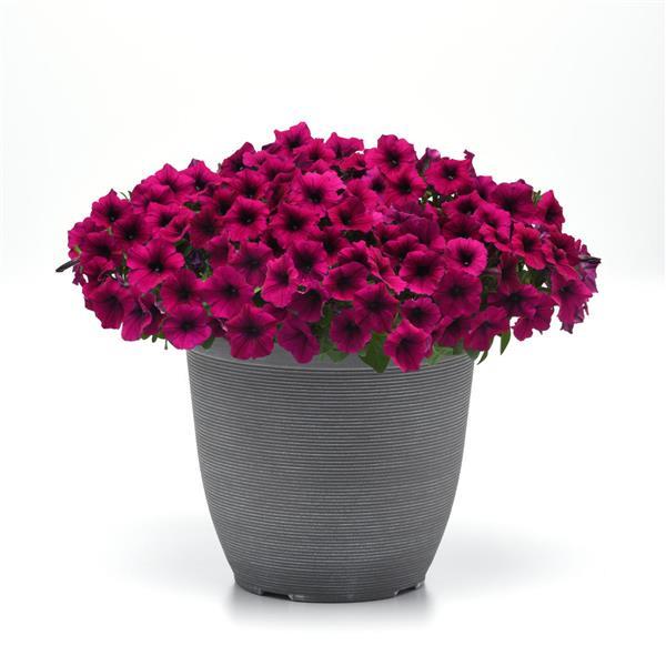Shock Wave® Deep Purple Spreading Petunia - Container