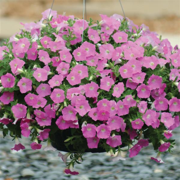 Shock Wave® Pink Shades Spreading Petunia - Basket