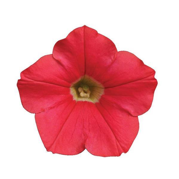 Shock Wave® Coral Crush Spreading Petunia - Bloom