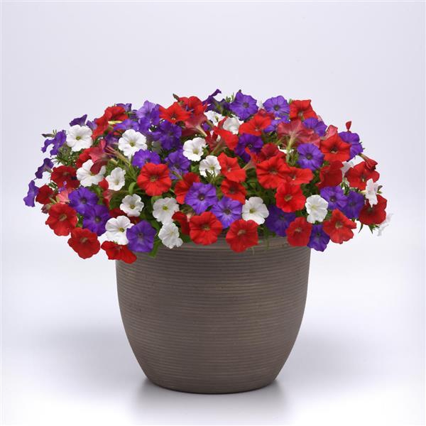 Shock Wave® Volt Mixture Spreading Petunia - Container