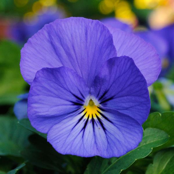 Sorbet® XP True Blue Viola