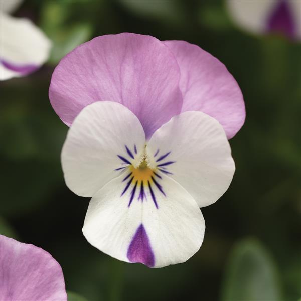 Sorbet® XP Pink Wing Viola