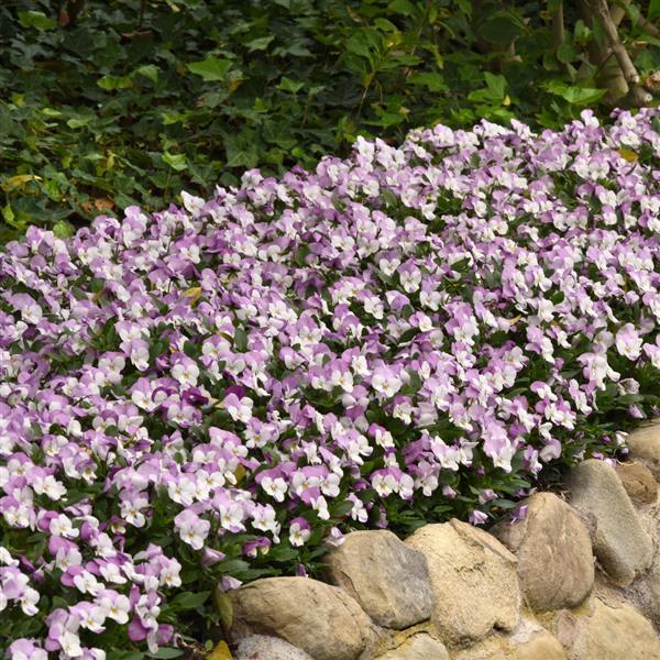 Sorbet® XP Pink Wing Viola