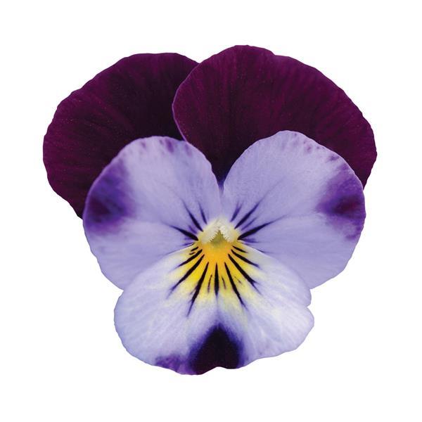 Sorbet® XP Denim Jump Up Viola