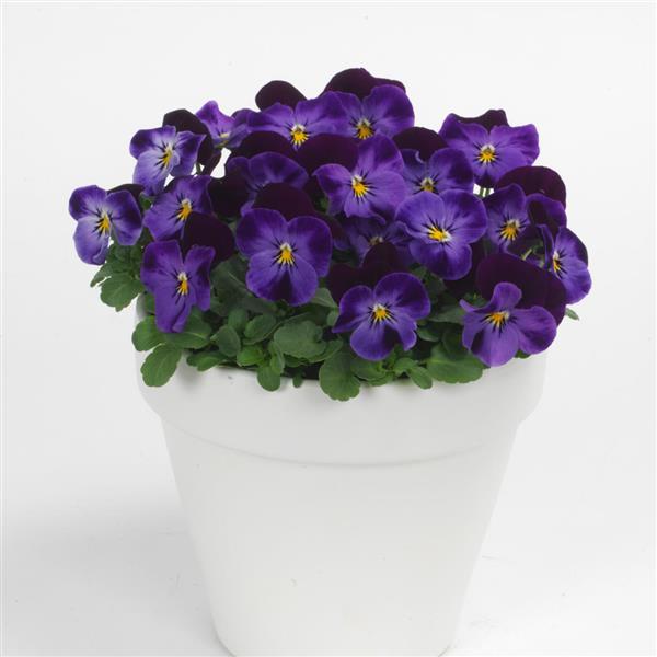 Sorbet® XP Denim Jump Up Viola - Container