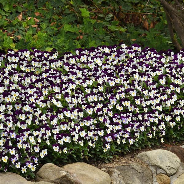 Sorbet® XP White Jump Up Viola