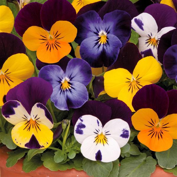 Sorbet® XP Jump Up Mixture Viola
