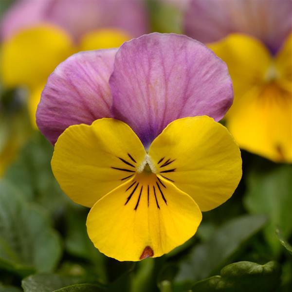 Sorbet® XP Yellow Pink Jump Up Viola