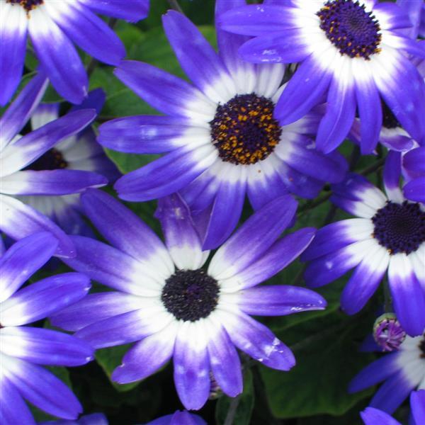 Senetti® Blue Bicolor Pericallis - Bloom