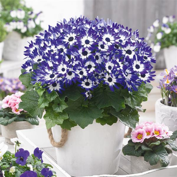 Senetti® Blue Bicolor Pericallis - Container