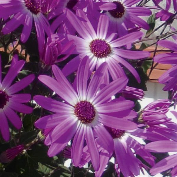Senetti® Pink Bicolor Pericallis - Bloom