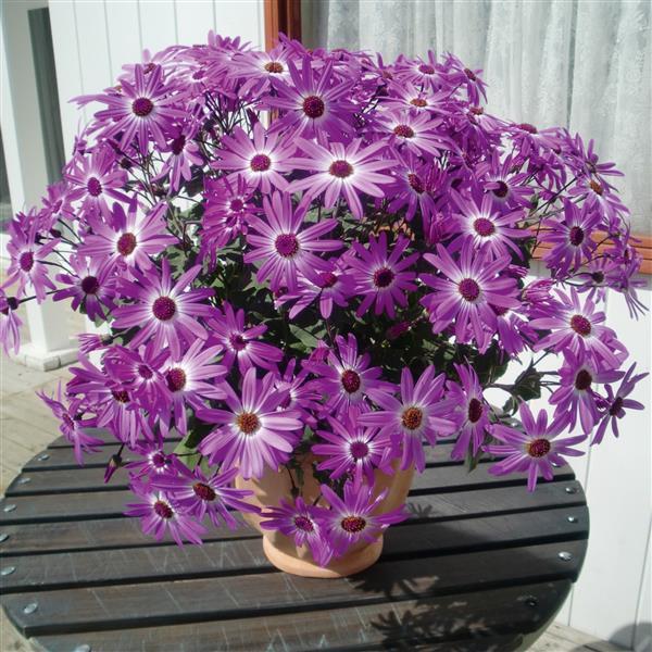 Senetti® Pink Bicolor Pericallis - Container